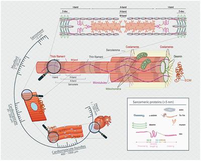 Editorial: Bridging Techniques: Basic Science of Molecules, Cellular Systems, and Whole-Organ Physiology